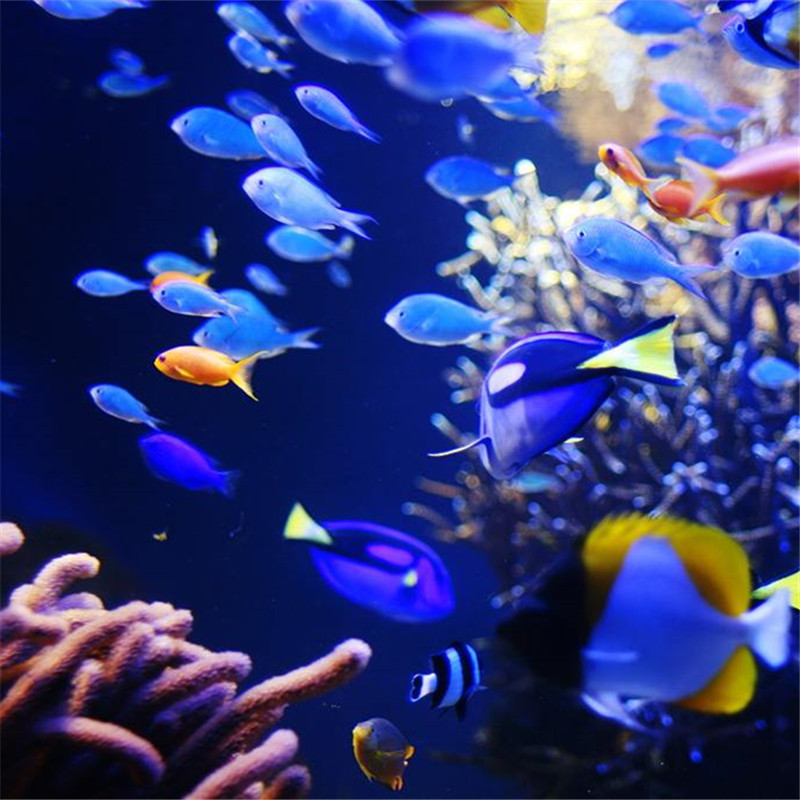 [悉尼海洋生物水族馆-大门票]澳大利亚悉尼水族馆门票成人票