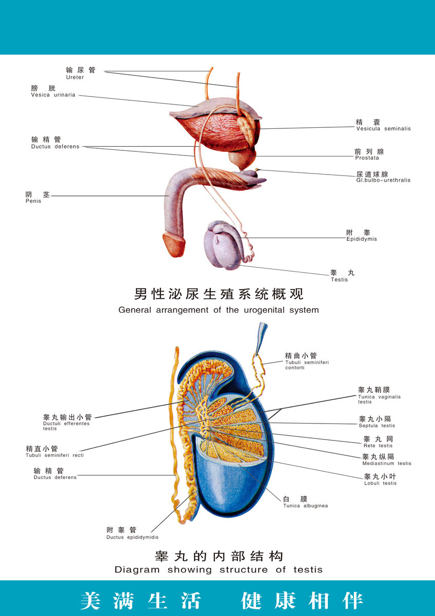 海报印制写真展板324素材59男性泌尿生殖系统概观挂图