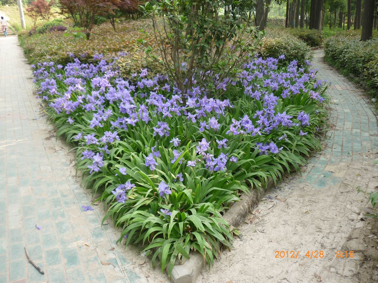 家园苗圃蝴蝶兰苗鸢尾苗紫色兰花又名鸢尾草坪当年开花苗地被植物