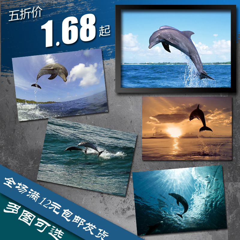 海豚 海洋动物 海报 卧室装饰画 墙画 挂画 实木相框 画框 有框画