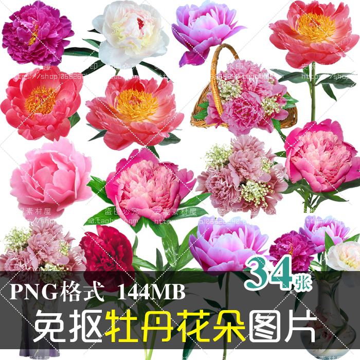 (J257)高清免抠PNG图片鲜艳的牡丹花朵花卉图文设计美化PS素材