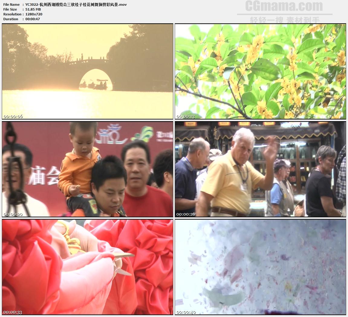 杭州西湖博览会三秋桂子桂花树舞狮剪彩风景高清实拍视频素材