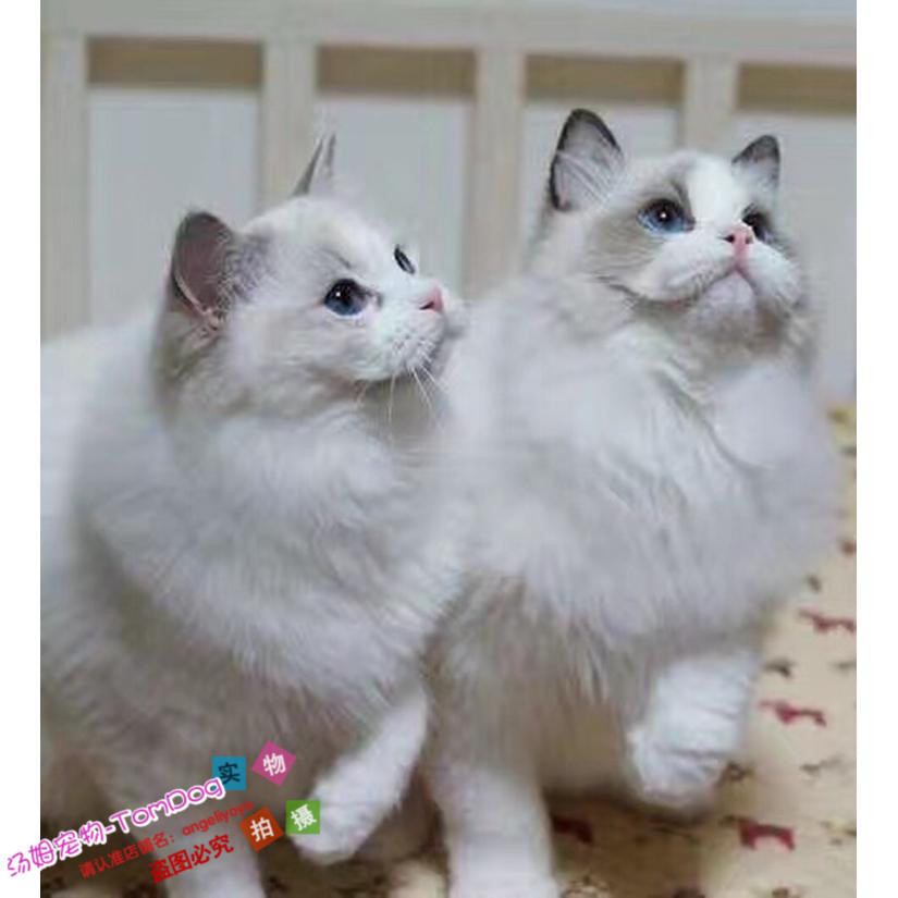 上海出售纯种布偶猫活体蓝双色海豹重点色手套色布偶幼猫宠物猫g