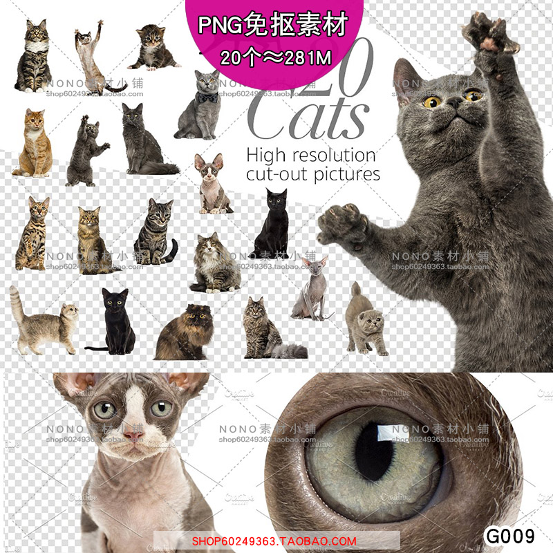 [G009] PNG高清摄影免抠图无背景图片素材猫咪宠物猫猫设计元素