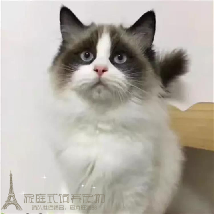 出售布偶猫幼猫活体纯种家养双色海豹色布偶猫蓝眼公母均有p