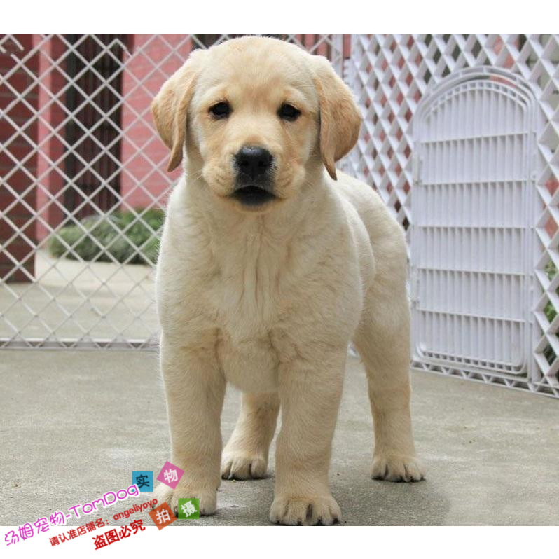 出售宠物狗狗纯种拉布拉多犬幼犬活体导盲犬赛级血统纯正家养g