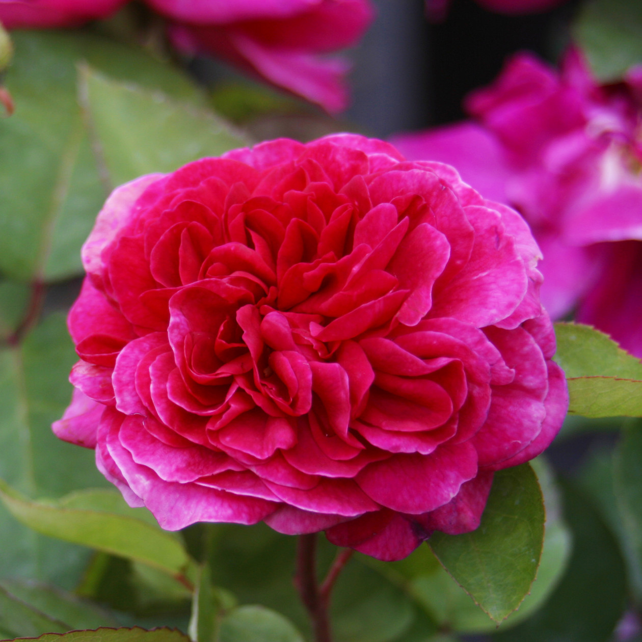 跨境新款苏菲的玫瑰 月季花y苗 强茶香中等红色经典奥斯汀系列