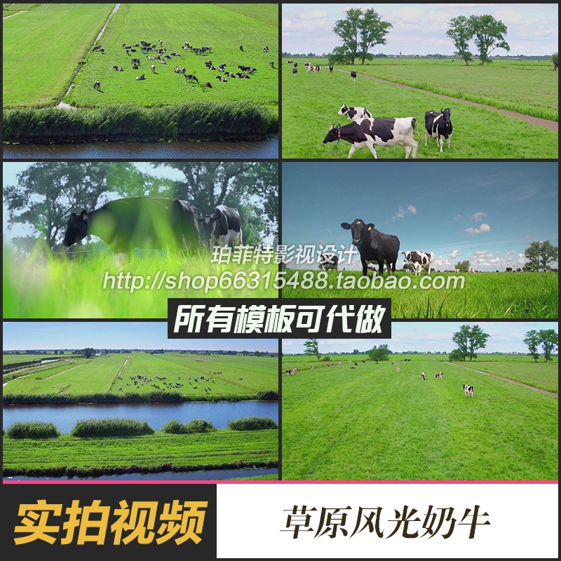 高清实拍新西兰农场视频素材草原放牧奶牛吃草风光片奶牛养殖