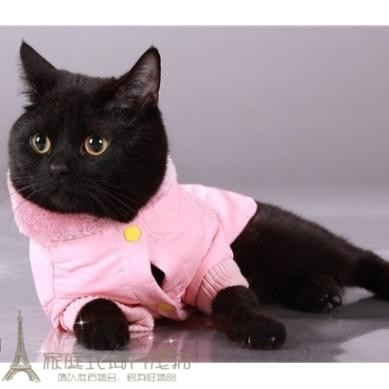 赛级纯种出售孟买猫幼猫小黑豹黑色英国短毛猫活体猫咪宝宝gg