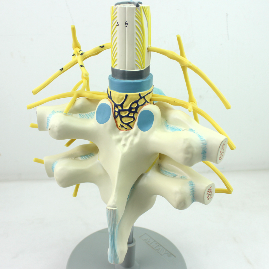 高端医学医用胸椎脊髓脊神经交感神经干模型人体脊柱解剖系统模型