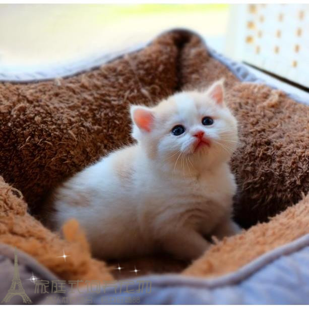 英短乳白蓝白猫咪苏格兰折耳猫乳白色幼猫美短宠物猫活体包健康p