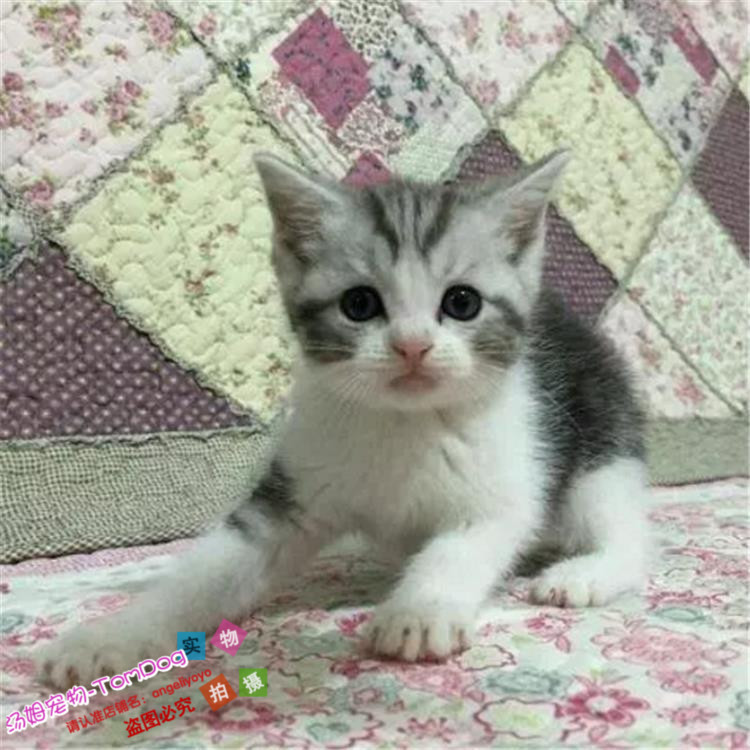 出售美国短毛猫加白美短银虎斑加白家养纯种幼猫活体宠物猫g