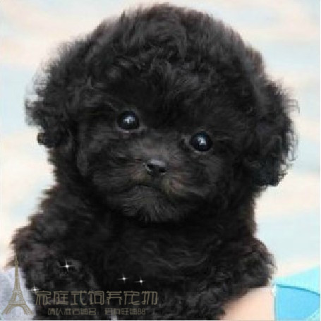 迷你型泰迪纯种泰迪犬出售玩具体黑色泰迪幼犬活体宠物狗p