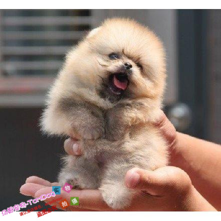 上海出售纯种小体棕黄色博美狗狗纯种幼犬公母都有家养小型犬g
