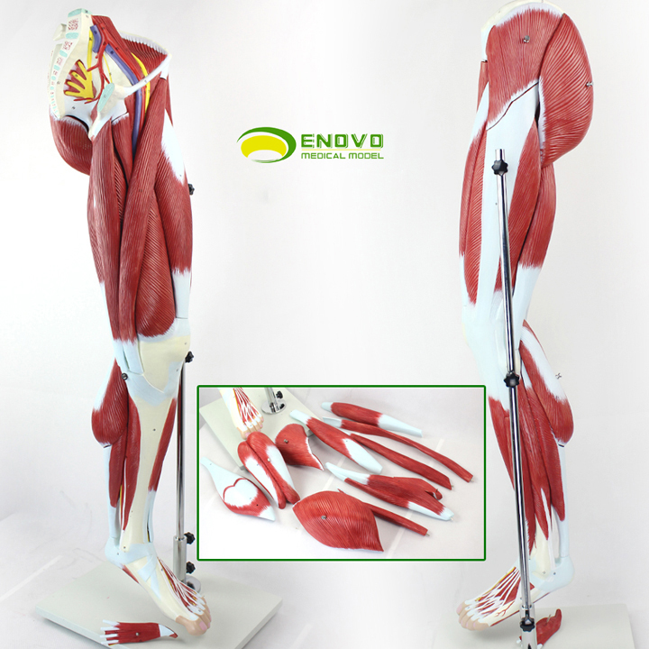 ENOVO颐诺人体下肢肌肉血管神经模型腿部运动系统医学肌肉解剖动静脉腿肌运动康复理疗假肢模具医生教学教具