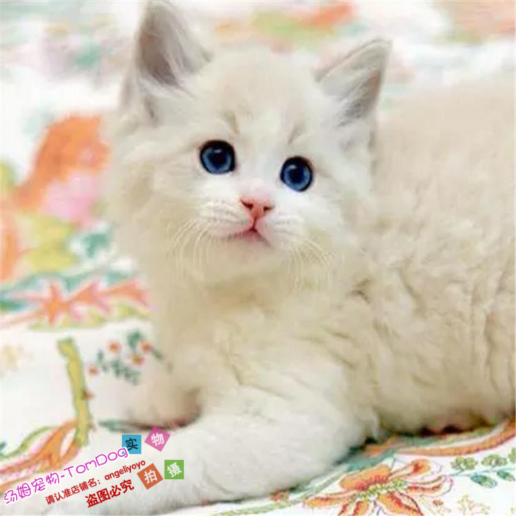 纯种布偶猫家养活体宠物猫幼猫海豹双色重点手套色布偶猫活体g