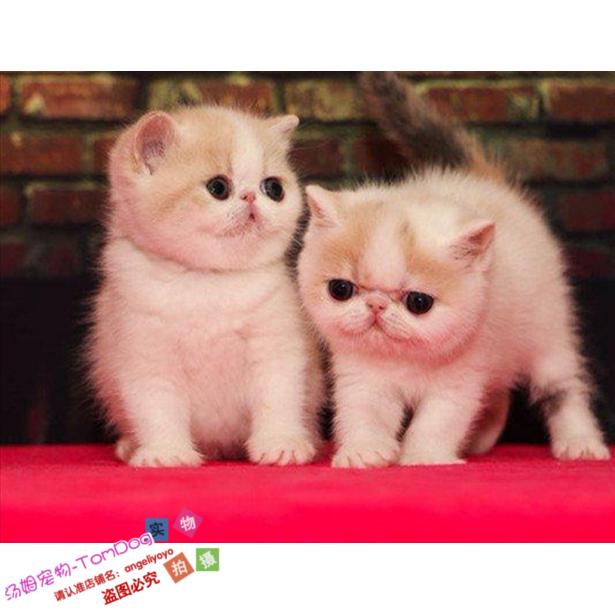 纯种赛级加菲猫幼猫活体纯种异国短毛猫幼猫红虎斑净樊加菲猫g