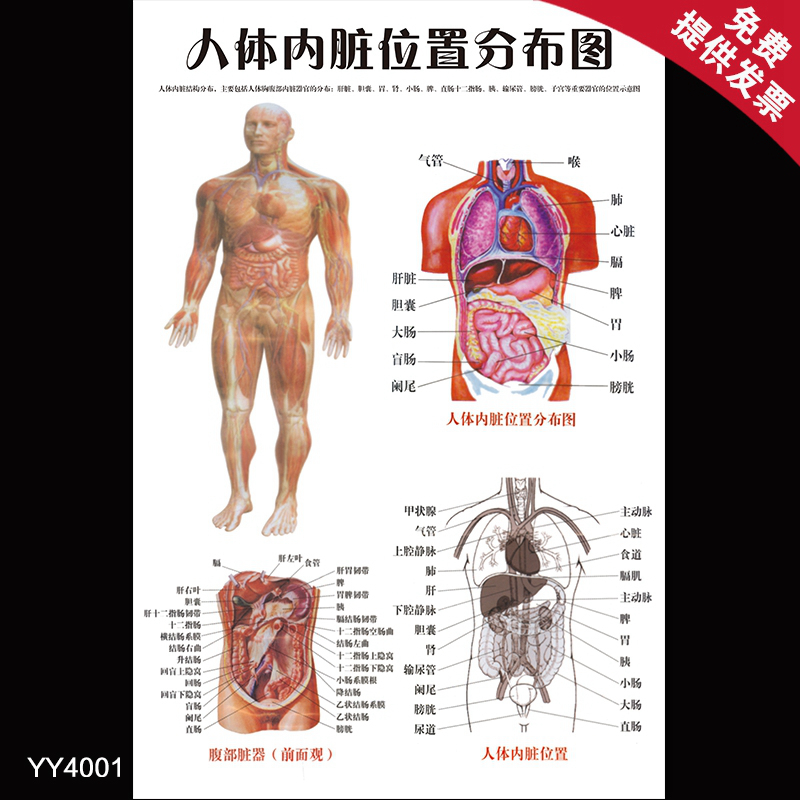 人体内脏位置分布图挂画 医院科室人体结构解剖海报 诊所装饰贴画