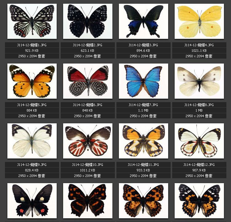 蝴蝶标本大全 昆虫 飞虫 素材图片图库