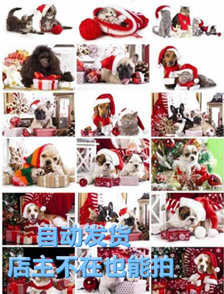 真实动物拍摄穿圣诞节衣服的猫咪狗狗大猩猩 高清照相片摄影素材