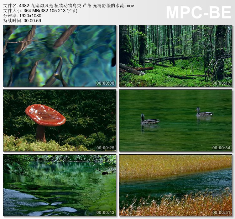 九寨沟风光植物动物鸟类芦苇光滑舒缓的水流 高清实拍视频素材