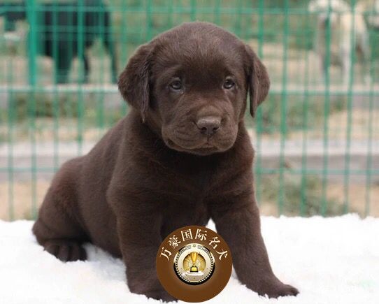 北京犬舍出售纯种拉布拉多幼犬咖啡棕色赛级宠物狗活体北京可送货