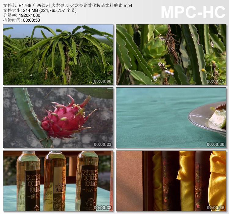 广西钦州火龙果园火龙果菜肴化妆品饮料酵素 高清视频实拍素材