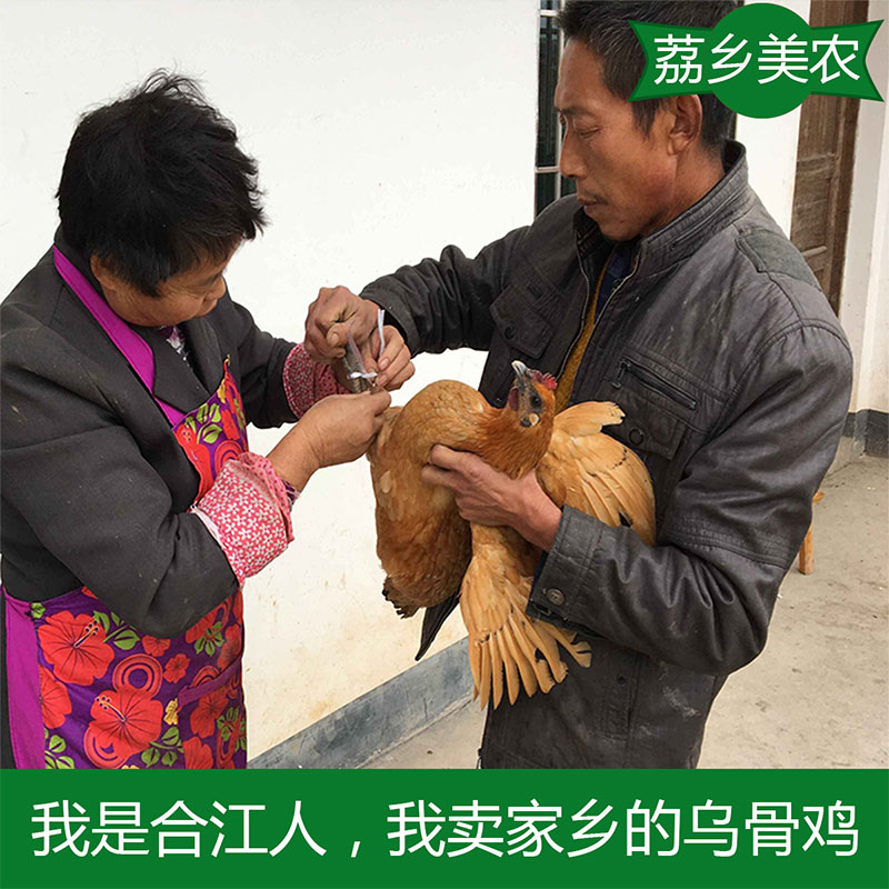 【空运包邮】泸州千年古镇尧坝农家放养土鸡老母鸡散养正宗乌骨鸡