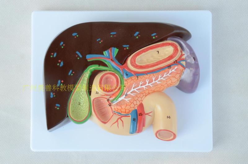 肝、胆、胰、十二指肠、胃切面模型 肝脏模型 消化胰腺模型