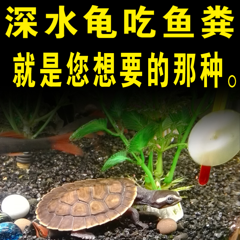 乌龟活体剃刀圆澳龟园深水吃垃圾清洁龟火鱼缸头苗吃鱼粪便麝香