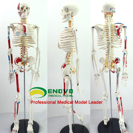 正品医学医学标本人体头骨骼脊神经骨架教学可活动解剖学模型