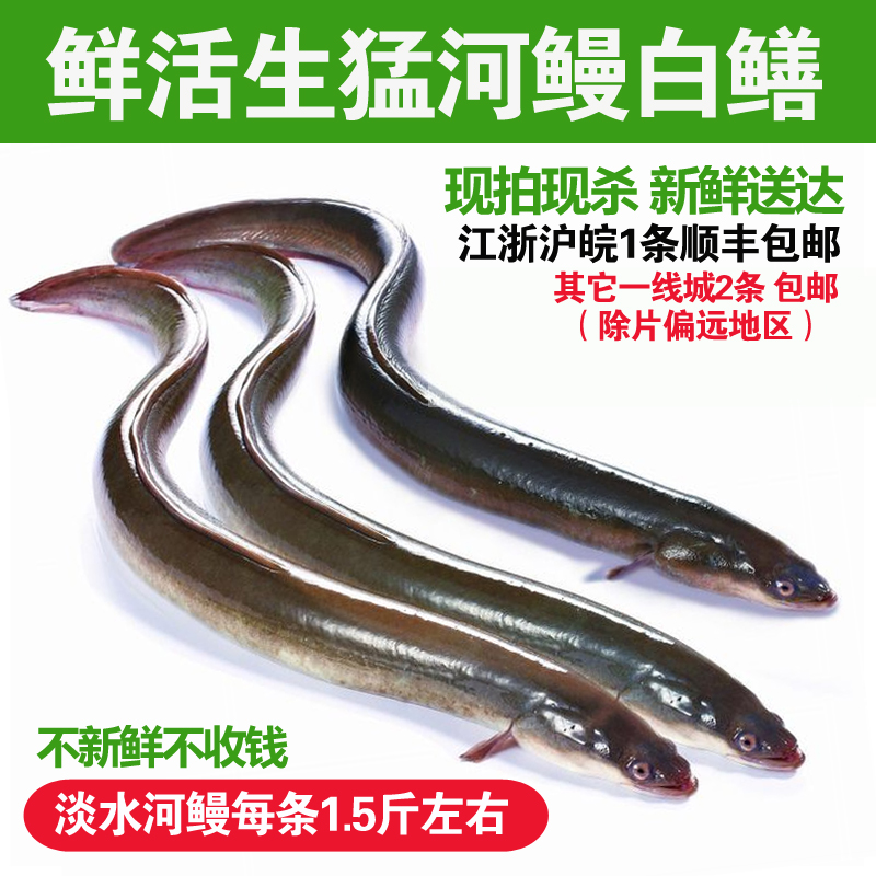 淡水河鳗新鲜活鳗鱼 鲜活现杀河鳗 白鳝白鳗1.5斤左右/条河鳗鱼