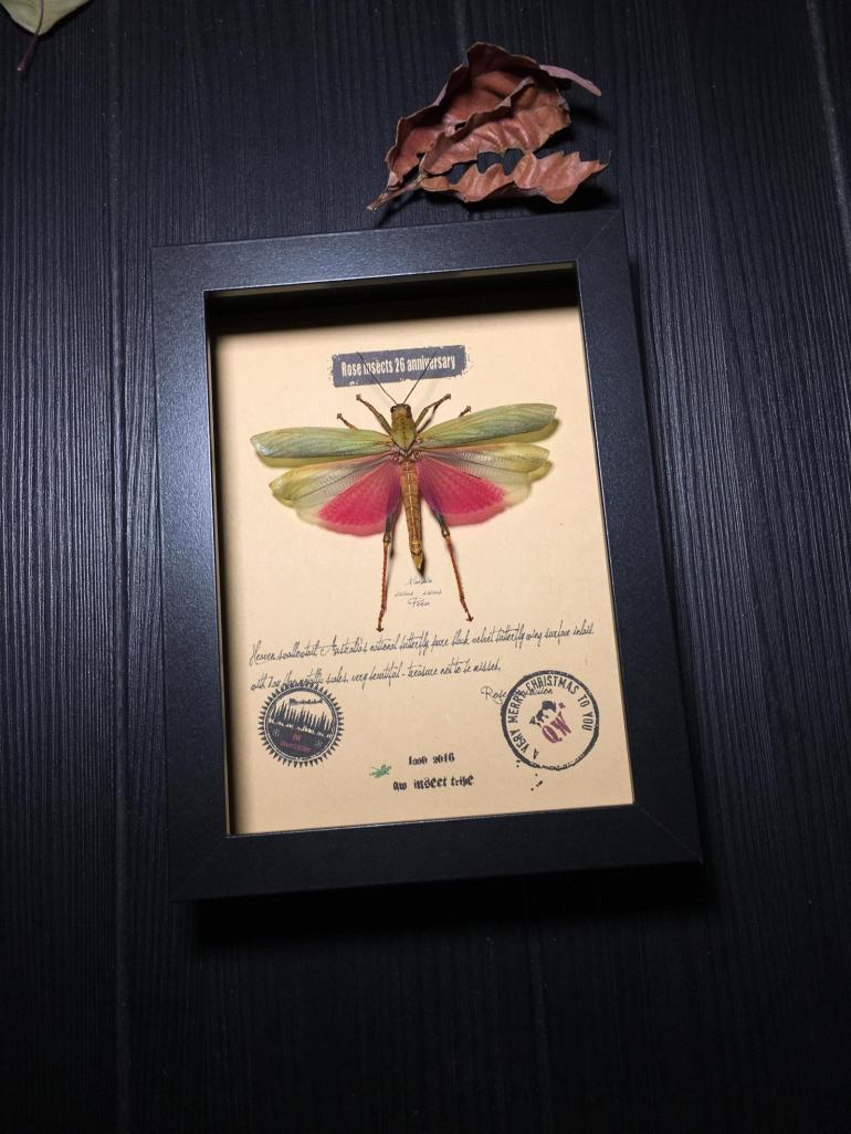 昆虫记·亚马逊原始雨林惊叹的物种·艳丽蝗虫·036