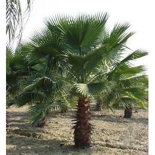 棕榈树种植