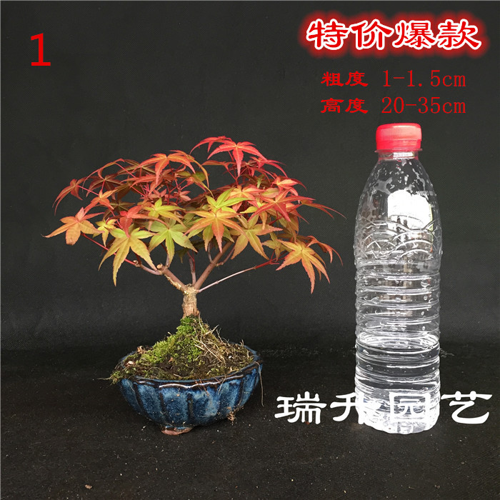 小品日本红枫稀有品种出猩猩盆景盆栽红叶系列枫树实物销售