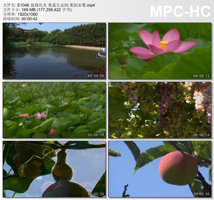 盘锦风光果蔬生态园果园水 高清实拍视频素材