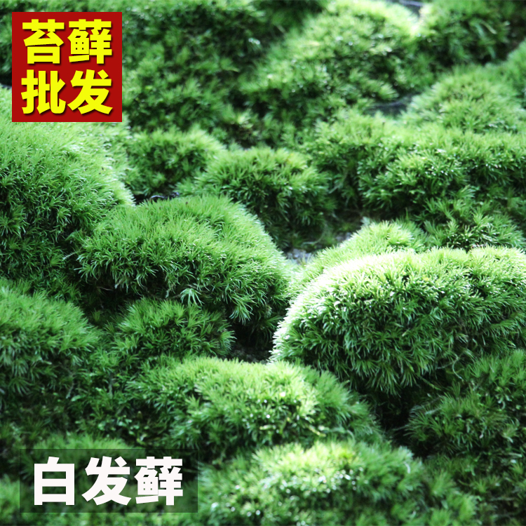 【金草之家】 青苔苔藓 鲜活植物 大灰藓白发藓微景观水陆缸造景