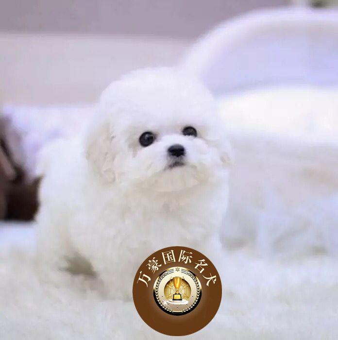 北京犬舍出售赛级血统比熊幼犬纯种品质 茶杯白色宠物狗 可空运