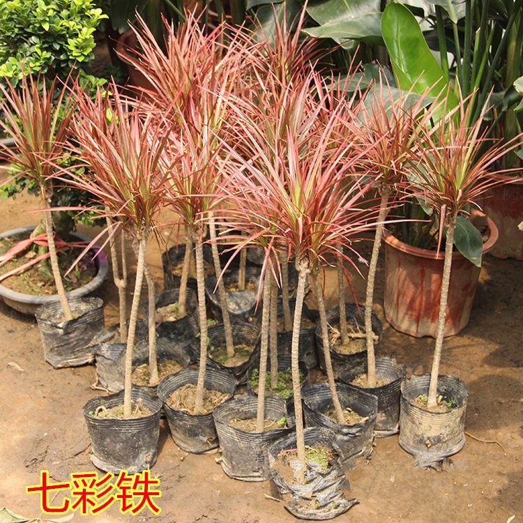 七彩铁五彩千年木盆栽三色龙血树红竹观叶植物吸甲醛室内绿植花卉