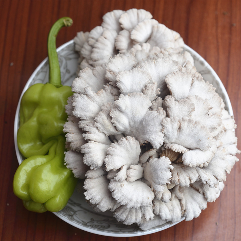 新鲜雪莲菌又名白参菌云南特产野生蘑菇一斤包邮送虎皮椒适合炒菜