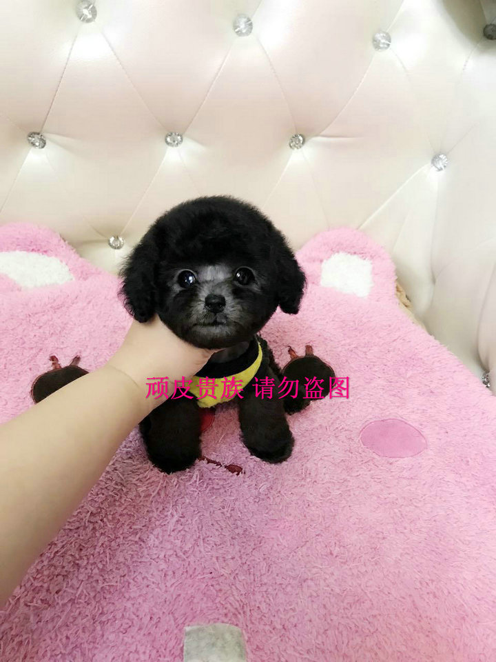 韩国纯种成年茶杯犬银灰色泰迪宠物狗活体幼犬出售