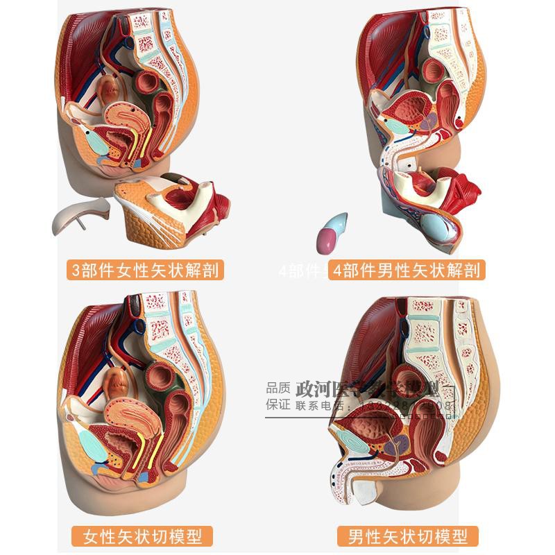 正品男性生殖泌尿系统模型男科盆腔解剖结构模型前列腺模型包邮