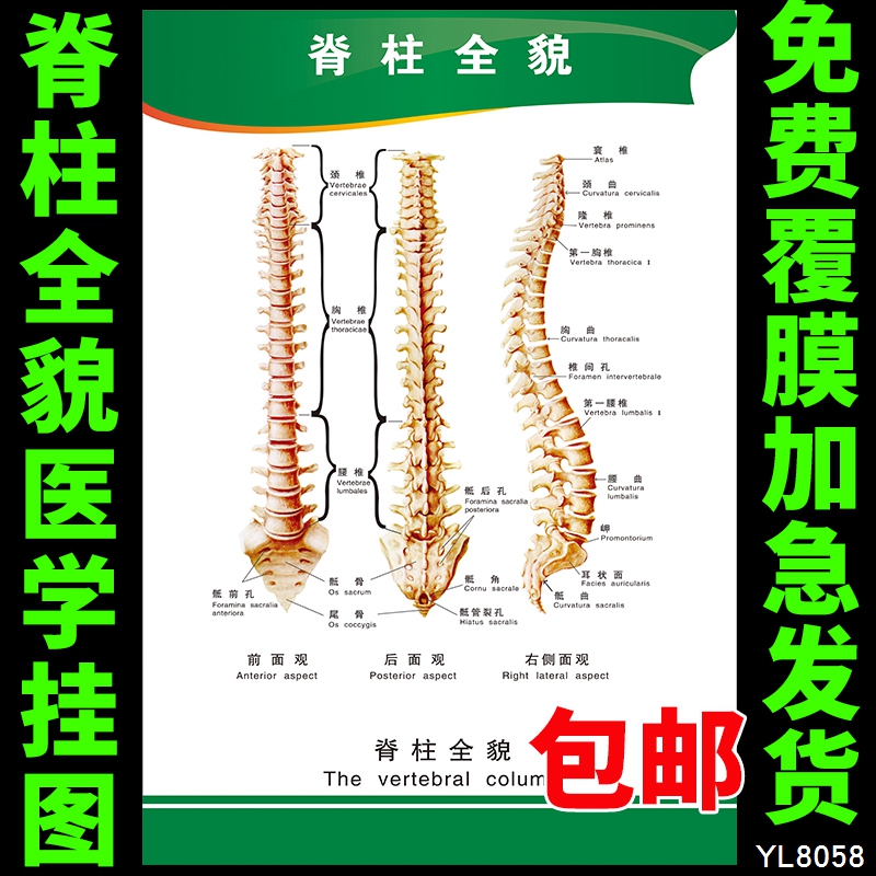 人体结构骨骼正脊椎挂图 脊柱全貌示意挂画 医学基础知识宣传海报