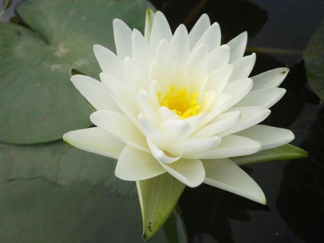 白仙女 白色重瓣中大型睡莲种茎植物湖南美丽莲花园杨德高碗莲花