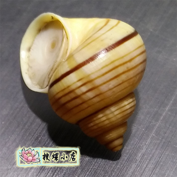 彩色蜗牛壳/1.75厘米马达加斯加圆口蜗牛