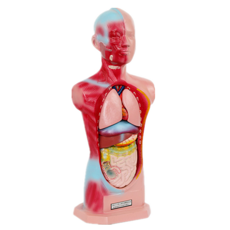 少年人体半身模型 男性器官生物模型 医学教学仪器生理卫生教具