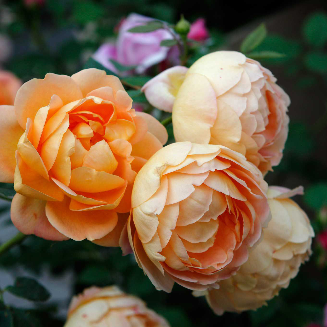 暖暖半岛 夏洛特夫人 英国奥斯汀玫瑰灌木抗病易载欧月玫瑰花卉庭