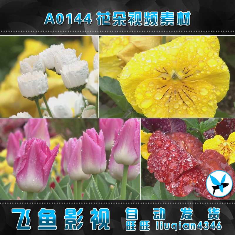 A0144郁金香 菊花花朵 花儿花卉 春天鲜花 视频素材