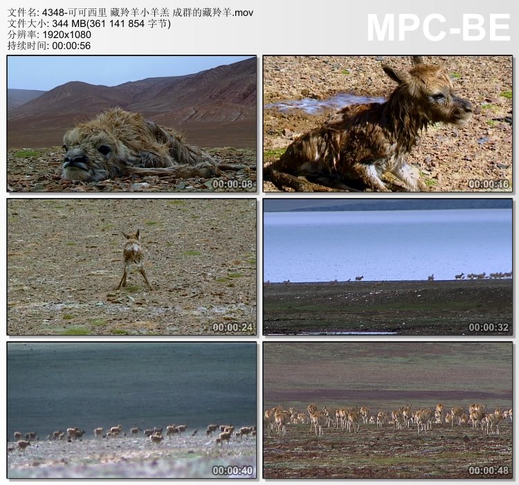 可可西里藏羚羊小羊羔 成群的藏羚羊 高清实拍视频素材