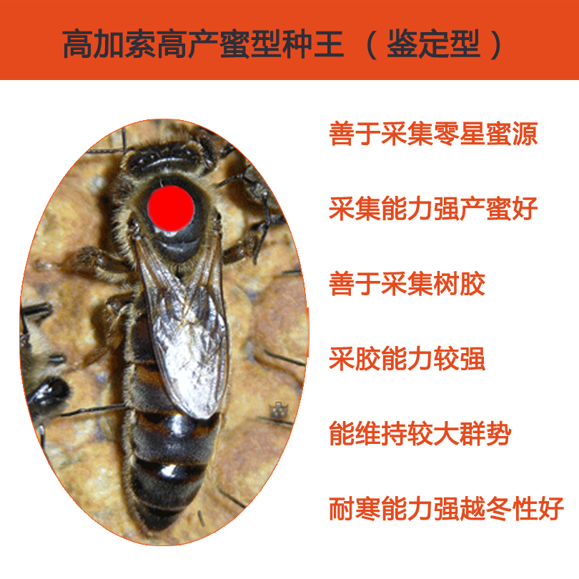 高加索种蜂王蜜型王纯种王鉴定种王吉林蜂种场蜂群蜜蜂活体邮寄